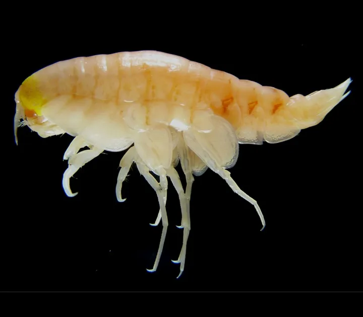 Liv i mörkret – vad lever egentligen på botten